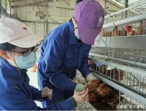 致富经养殖鸡视频_林子养鸡致富经_致富经林下养鸡