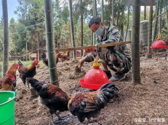 致富经林下养鸡_致富经养殖鸡视频_林子养鸡致富经