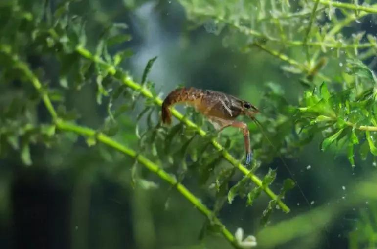 致富经大棚淡水虾养殖技术_致富虾淡水养殖大棚技术规程_致富经大棚养虾