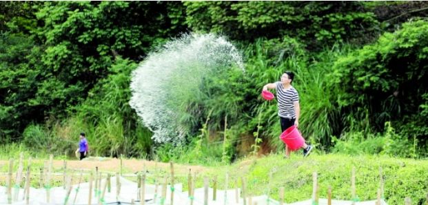 致富虾淡水养殖大棚技术规程_致富经大棚淡水虾养殖技术_致富经大棚养虾