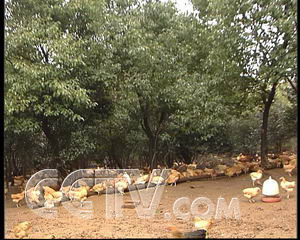 致富经 山林养鸡视频_致富经养山鸡视频_致富经林下养鸡