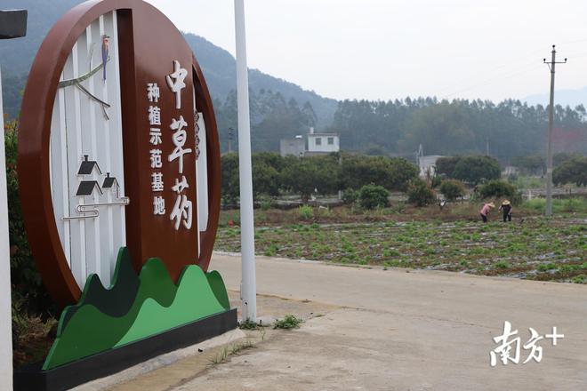 种草致富经_致富种植什么比较赚大钱_致富草的种植