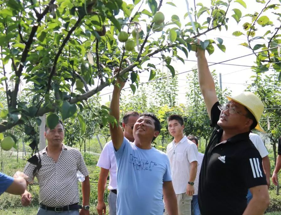 致富种植项目新闻稿_致富种植项目新闻报道_新致富项目 种植