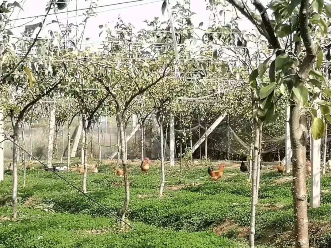 新致富项目 种植_致富种植项目新闻报道_致富种植项目新闻稿