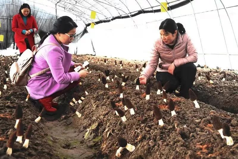 新致富项目 种植_致富种植项目新闻稿_致富种植项目新闻报道