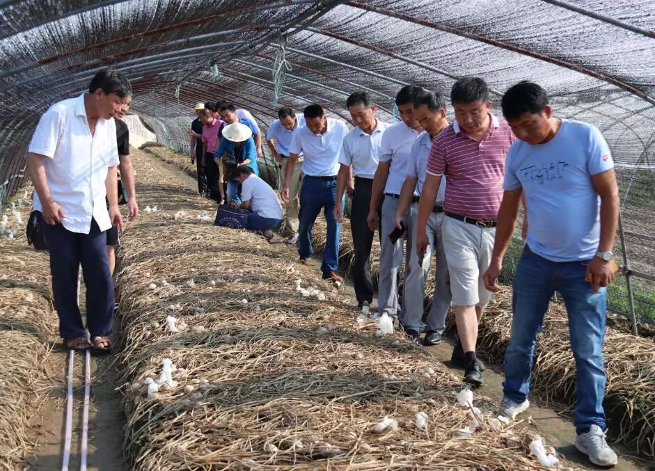 致富种植项目新闻稿_致富种植项目新闻报道_新致富项目 种植