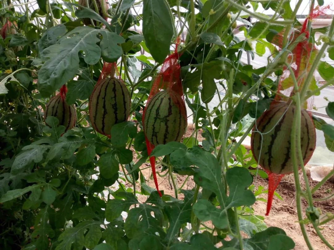 致富种植项目新闻稿_新致富项目 种植_致富种植项目新闻报道