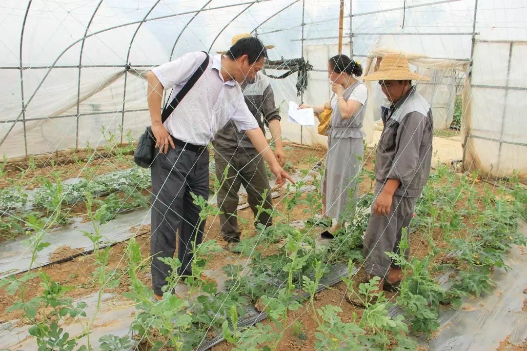 致富种植项目新闻稿_致富种植项目新闻报道_新致富项目 种植