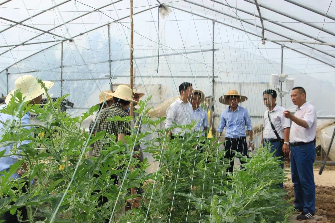 新致富项目 种植_致富种植项目新闻稿_致富种植项目新闻报道