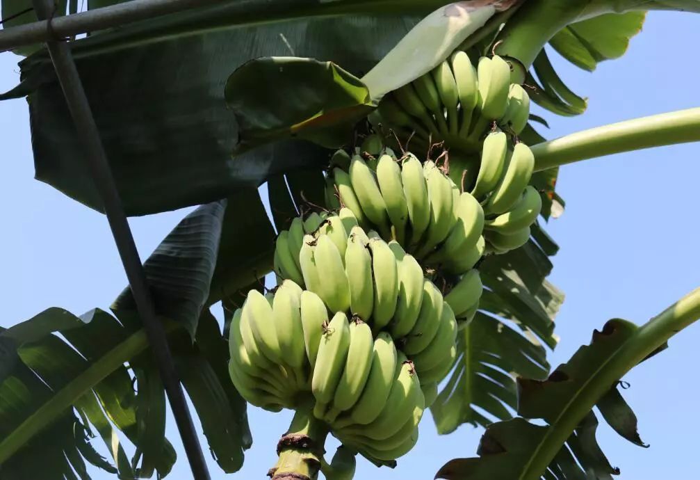 致富种植项目新闻稿_致富种植项目新闻报道_新致富项目 种植