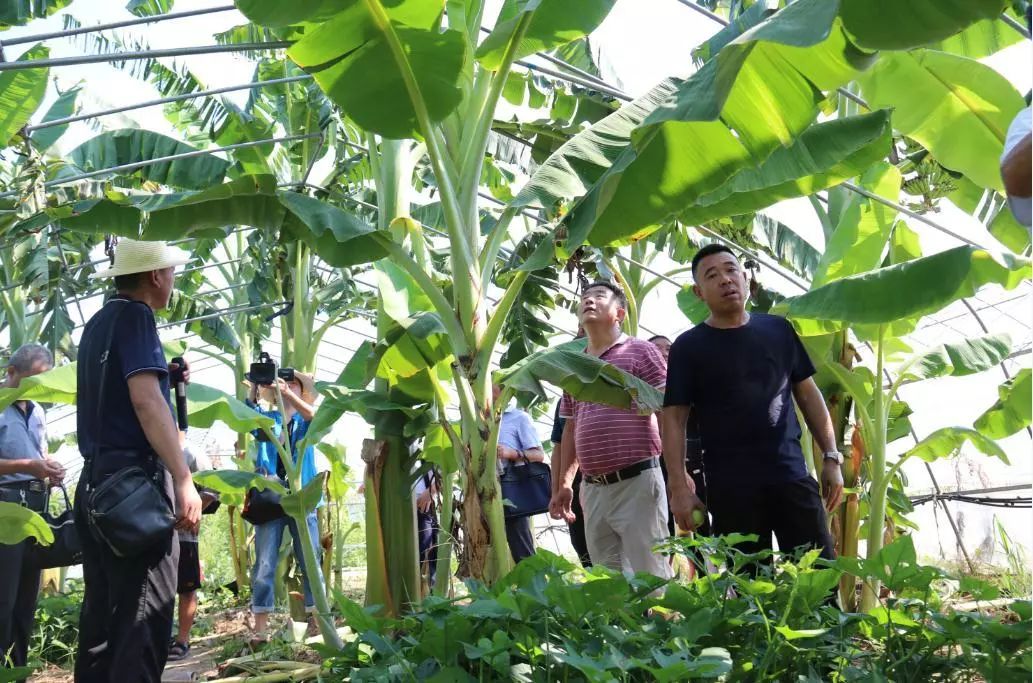 新致富项目 种植_致富种植项目新闻稿_致富种植项目新闻报道