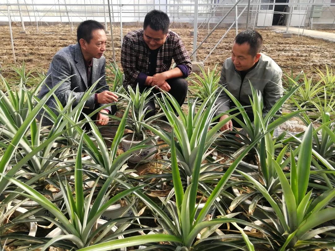 致富种植项目新闻报道_致富种植项目新闻稿_新致富项目 种植