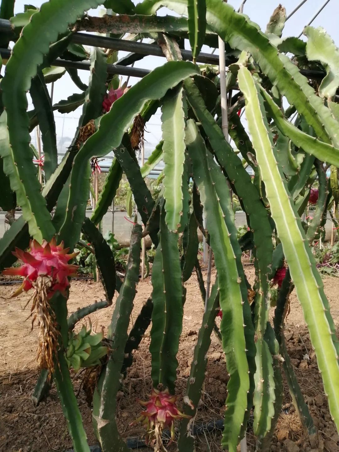 致富种植项目新闻稿_新致富项目 种植_致富种植项目新闻报道