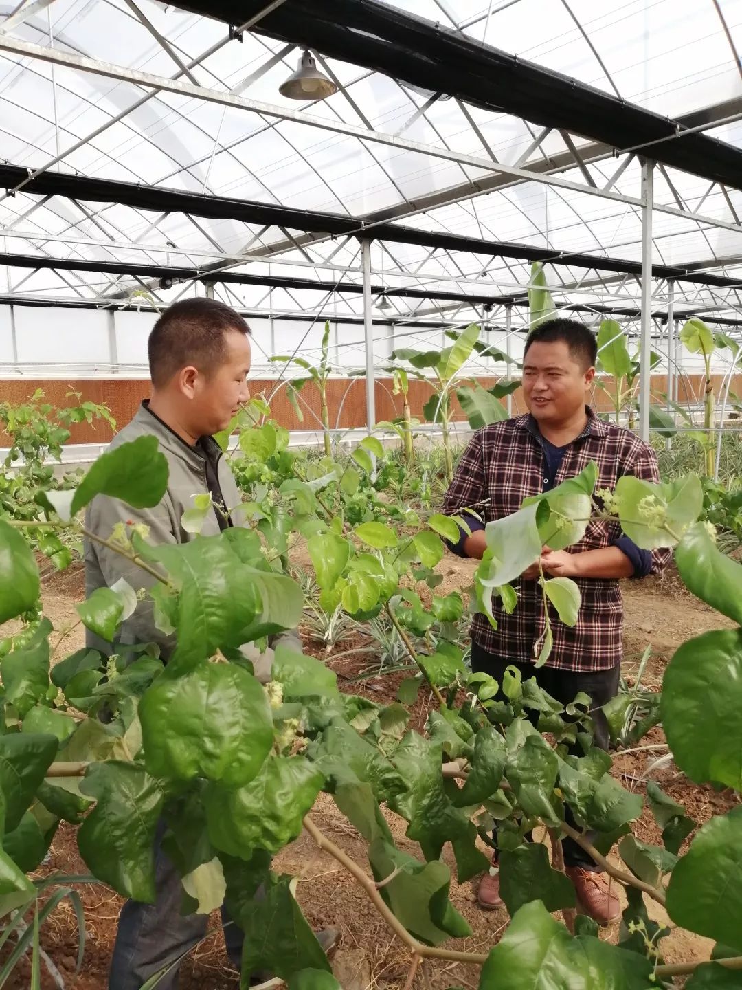 致富种植项目新闻稿_新致富项目 种植_致富种植项目新闻报道