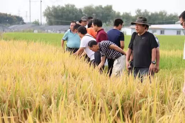 致富种植项目新闻稿_致富种植项目新闻报道_新致富项目 种植