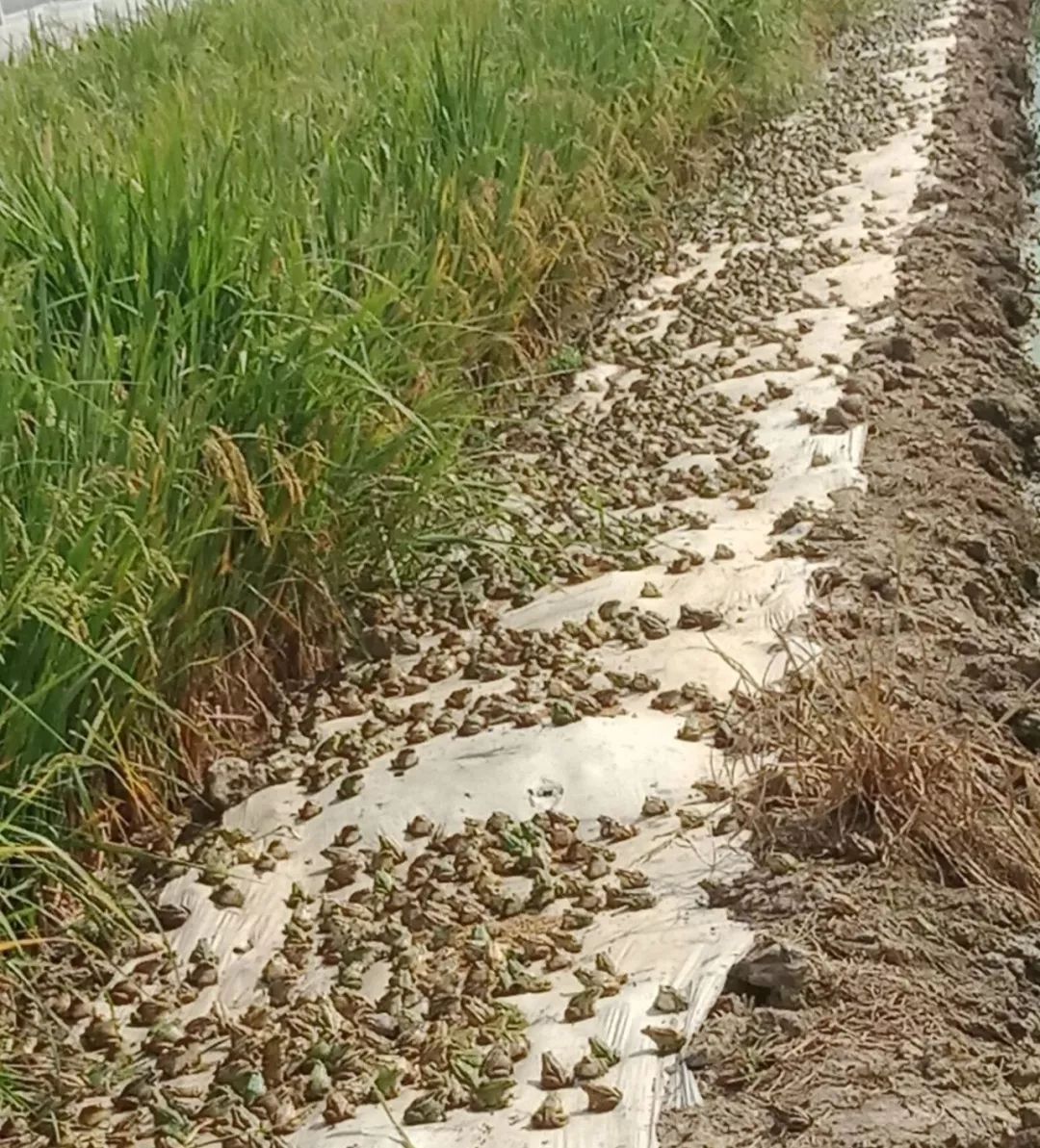 新致富项目 种植_致富种植项目新闻稿_致富种植项目新闻报道