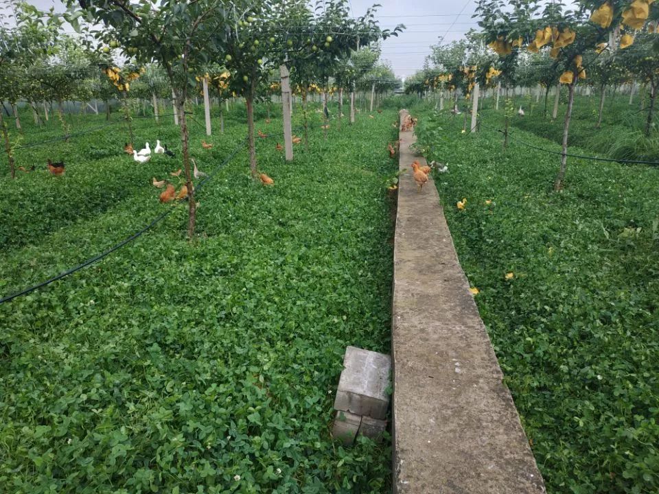 致富种植项目新闻报道_新致富项目 种植_致富种植项目新闻稿