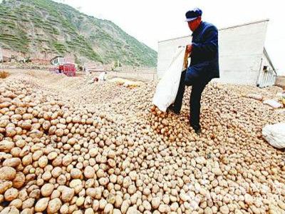 水果萝卜种子哪个好