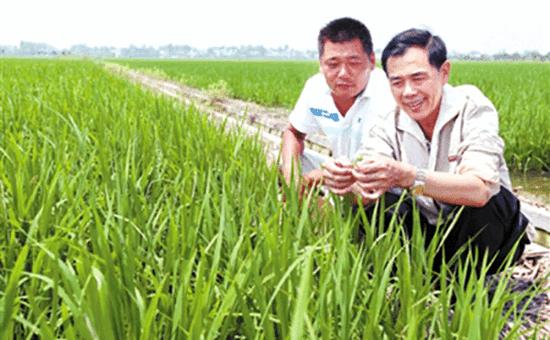 农民种粮种植致富_致富种植农民种粮的意义_致富种植农民种粮的句子