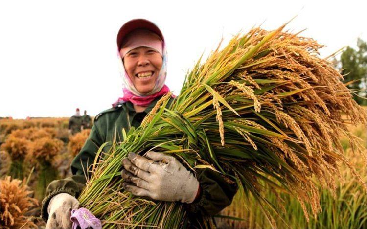 农民种粮种植致富_致富种植农民种粮的意义_致富种植农民种粮的句子