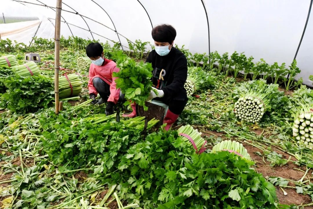 龙骨菜种植致富_龙骨植物怎样种植_龙骨栽培技术