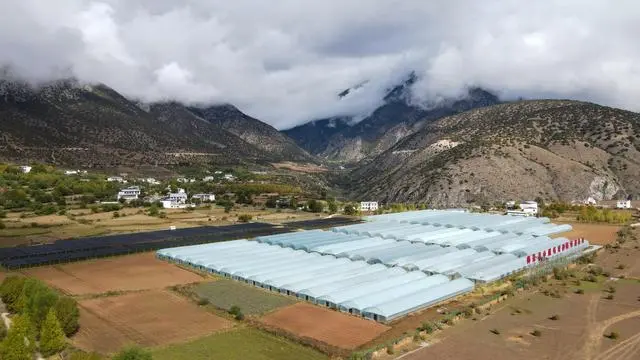 雪山下的药田结出致富果