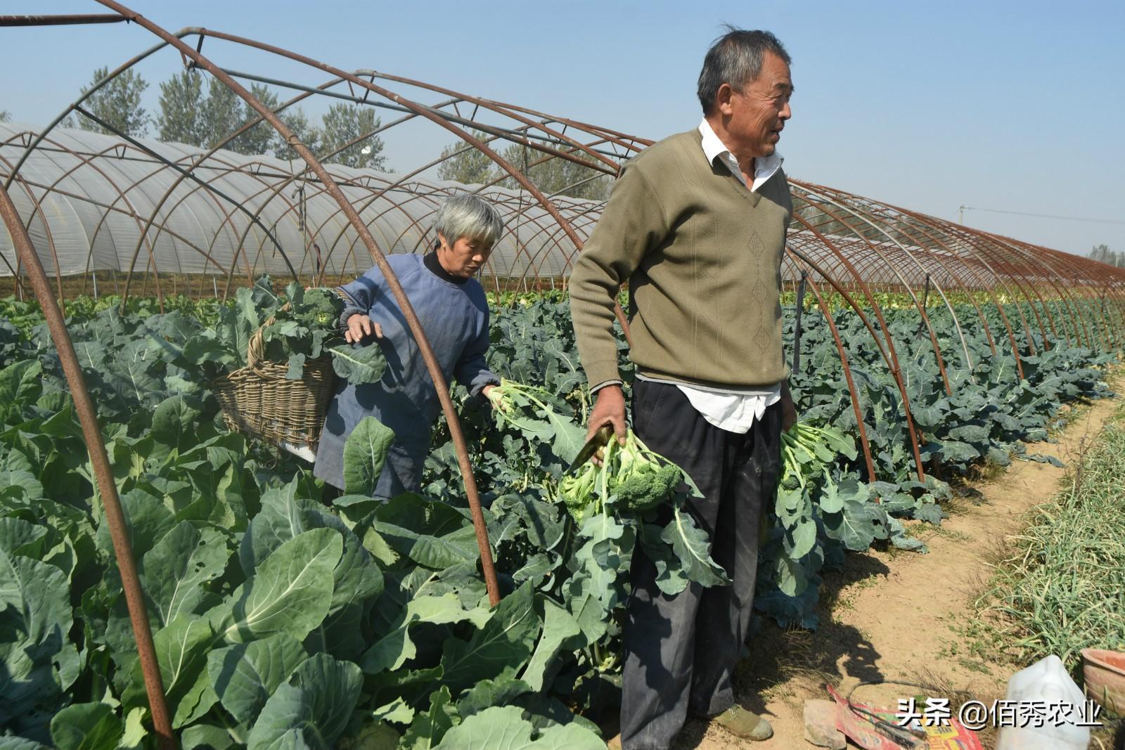 致富种植农民种粮视频_农民种粮种植致富_农民种地致富