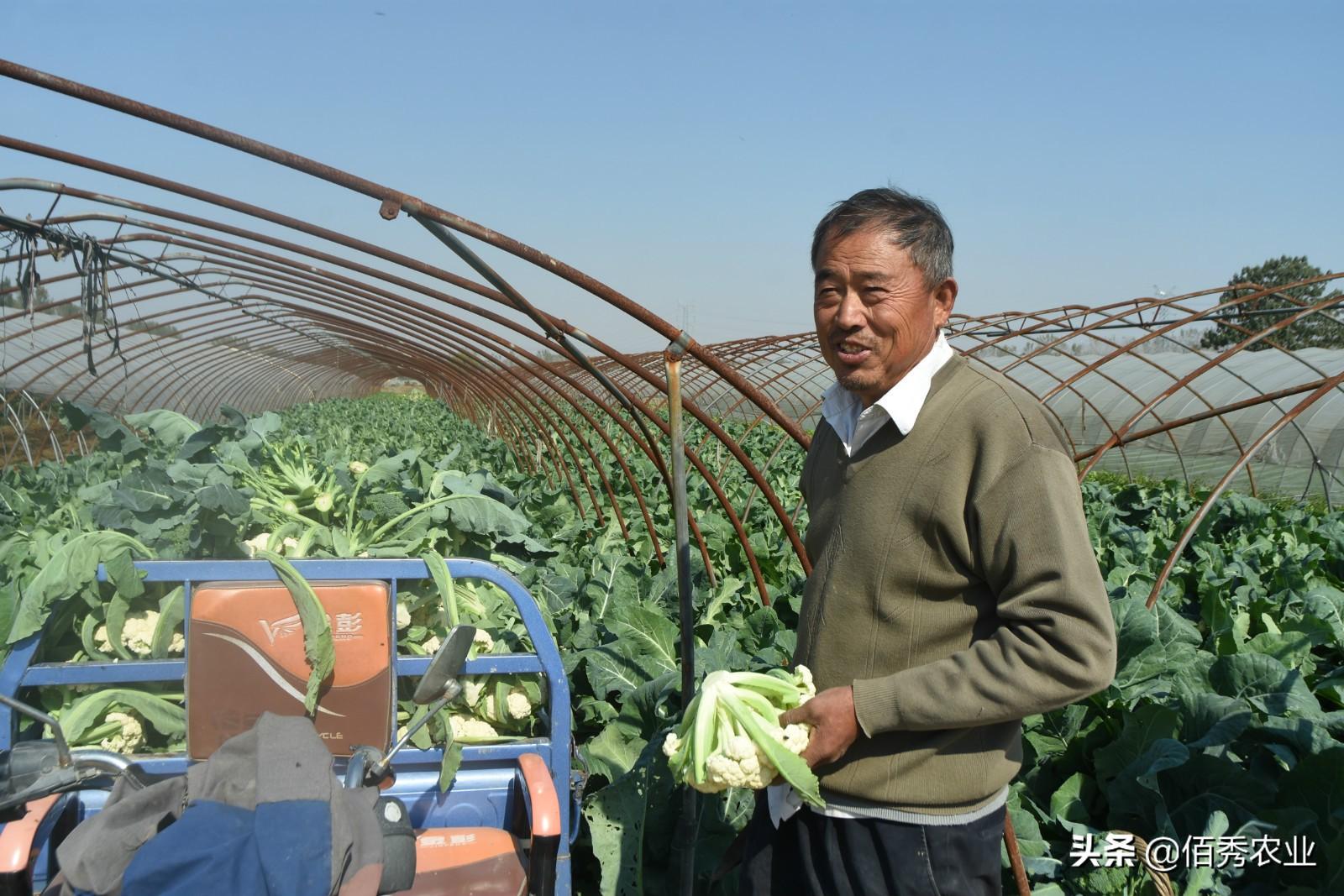 农民种地致富_农民种粮种植致富_致富种植农民种粮视频