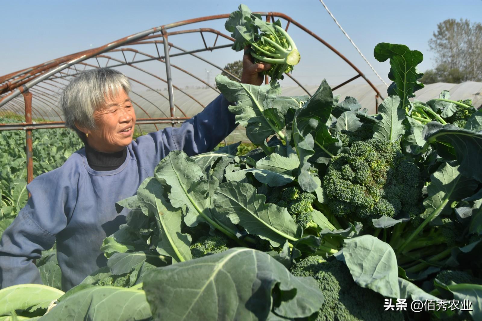 农民种粮种植致富_农民种地致富_致富种植农民种粮视频