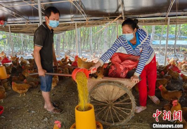 海南残疾人夫妻养鸡致富：“就想靠自己”