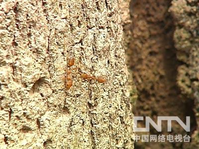 种植沉香收益_致富经种植沉香视频_沉香种植致富经