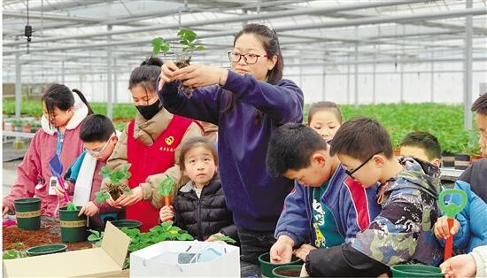 致富经 种草莓_致富经草莓_致富经草莓育苗视频