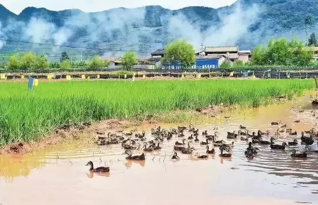 龙骨种植_龙骨植物怎样种植_龙骨菜种植致富