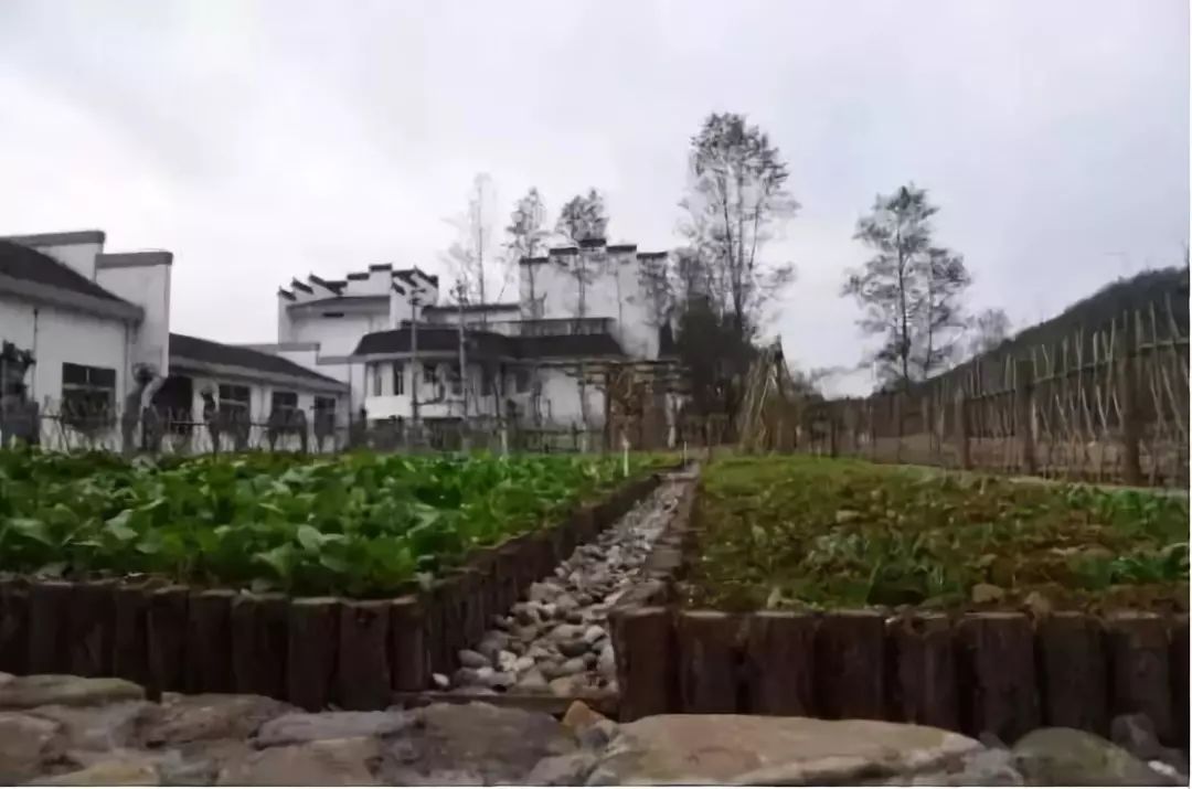 龙骨种植_龙骨植物怎样种植_龙骨菜种植致富