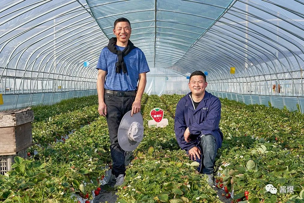 建德人的草莓共富计划，把草莓种到了全国27省