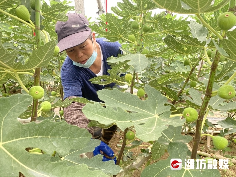 种植深山致富果_山区种植水果_山区种植果树