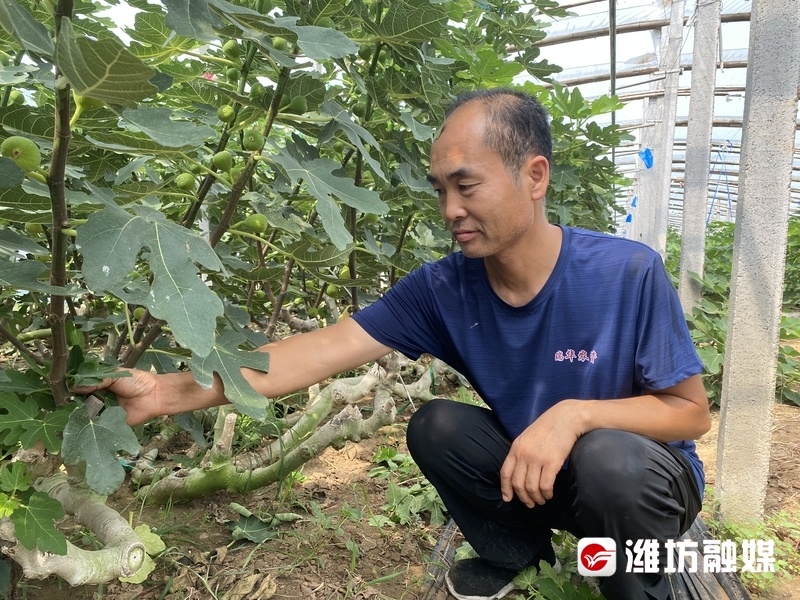 山区种植果树_种植深山致富果_山区种植水果