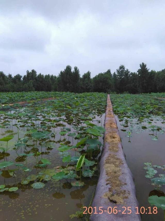 致富经种莲藕_莲藕种植致富_种莲藕赚钱吗