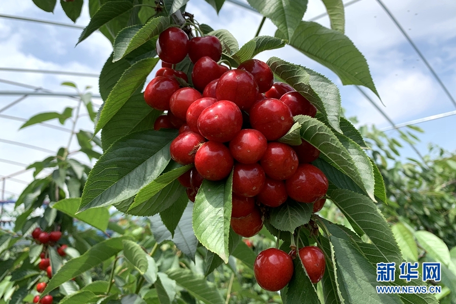 山区种植果树_种植深山致富果_深山种植什么赚钱