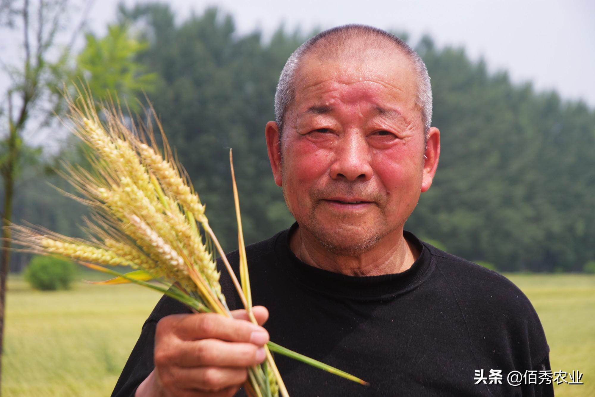 农民致富种植项目_农民种粮种植致富_致富种植农民种粮的句子