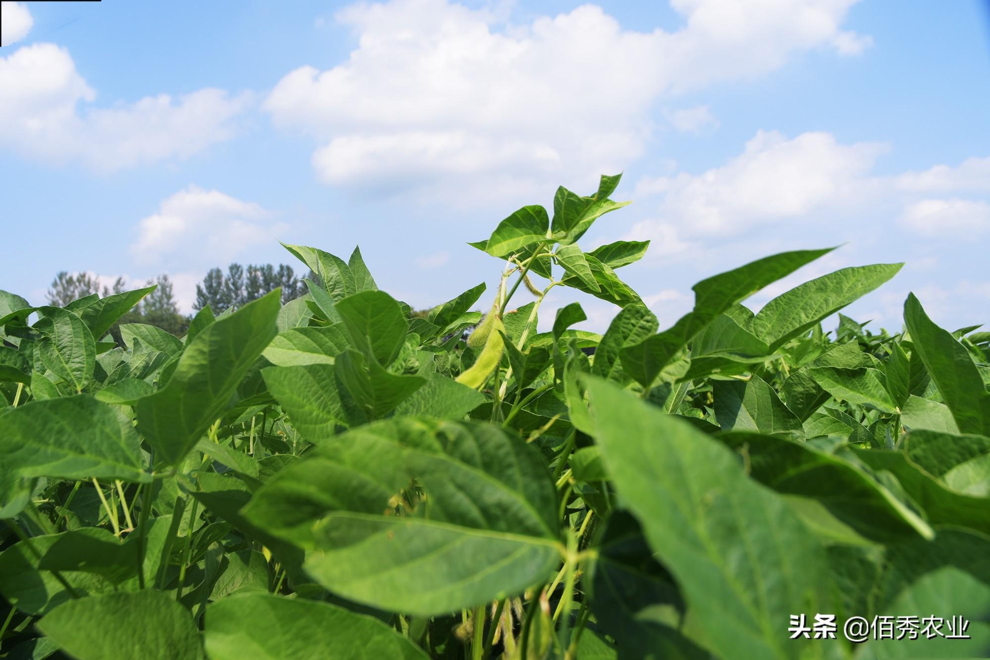 致富种植农民种粮的句子_农民致富种植项目_农民种粮种植致富