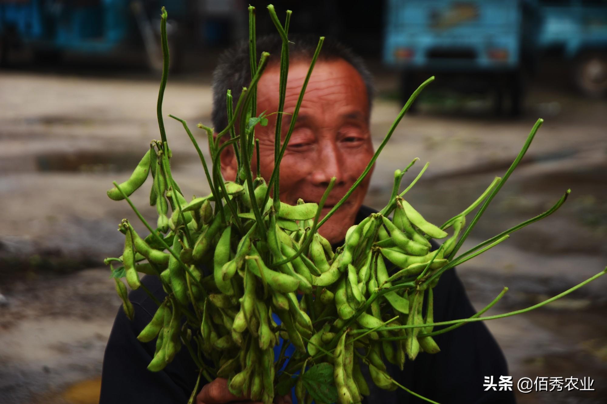 致富种植农民种粮的句子_农民种粮种植致富_农民致富种植项目