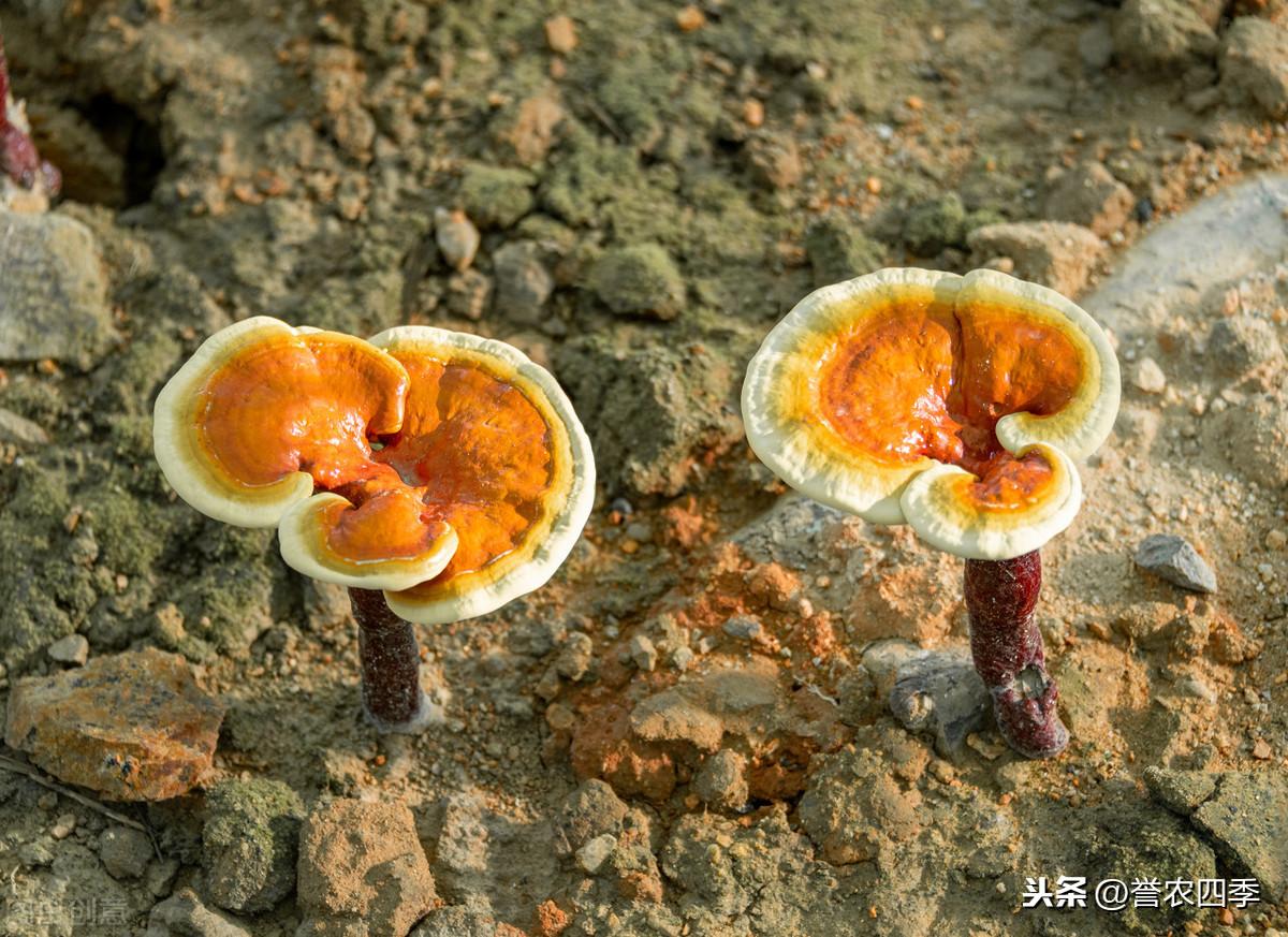 灵芝人工种植技术要求_灵芝人工种植技术_灵芝人工栽培种植技术视频