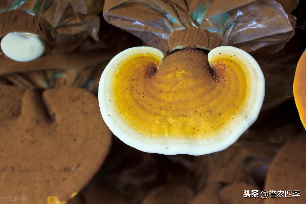 灵芝人工种植技术要求_灵芝人工栽培种植技术视频_灵芝人工种植技术