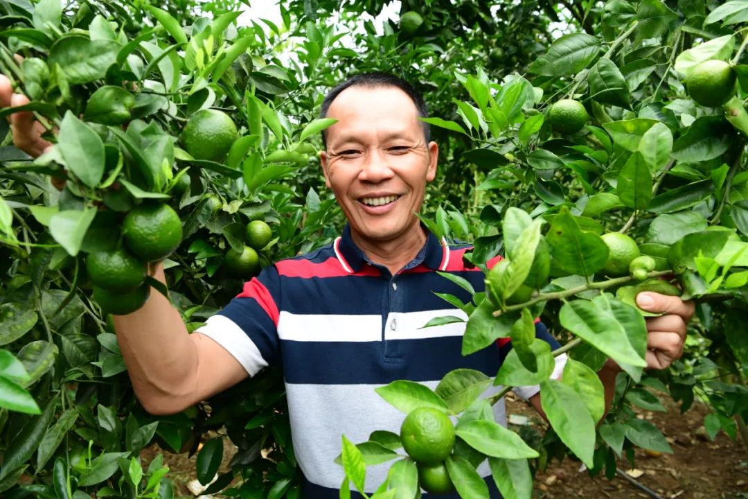 广西种植菠萝致富_广西菠萝种植基地_广西哪个地方适合种菠萝