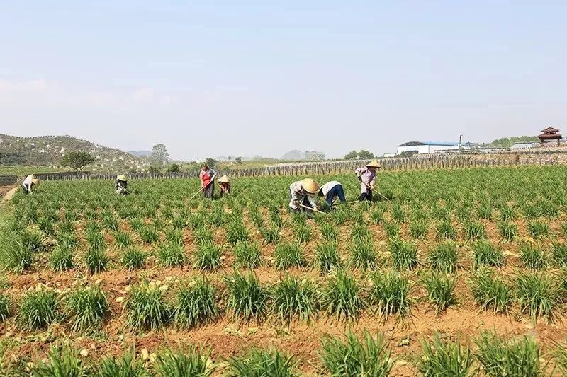 韭黄种植最新技术_韭黄种植技术和利润_韭黄种植技术及效益