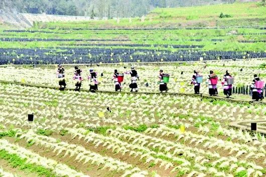 韭黄种植技术和利润_韭黄种植最新技术_韭黄种植技术及效益