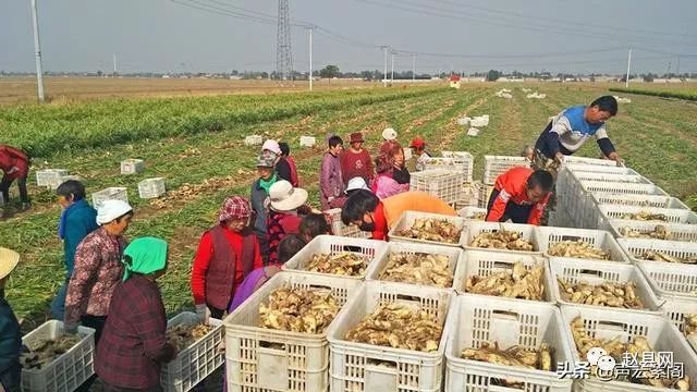 致富生姜案例种植视频_生姜种植致富案例_致富经生姜种植技术视频