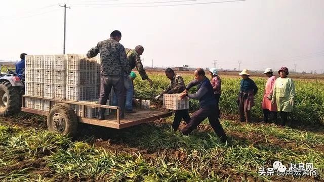 致富生姜案例种植视频_生姜种植致富案例_致富经生姜种植技术视频