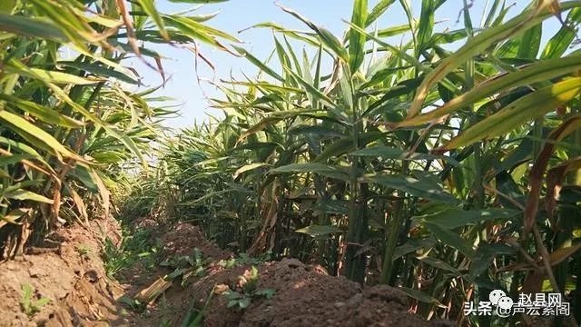 致富经生姜种植技术视频_生姜种植致富案例_致富生姜案例种植视频